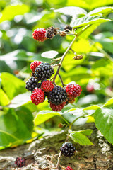 Blackberry fruit bunch on the bush