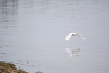 Fototapeta na wymiar White Heron Flying Above the Bay in the Early Morning