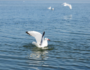 white seagull gull floating in the sea