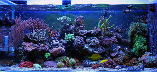 Coral reef aquarium tank