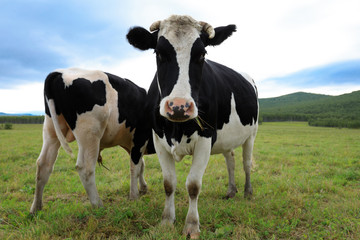 curious cow looking at the camera on the grassland