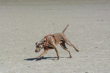 Jagdhund rennt über Sandbank