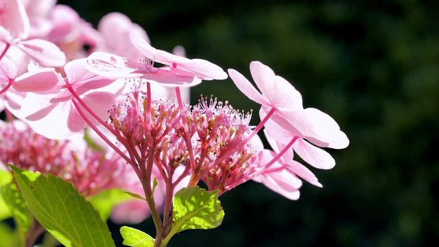 Wundersch&ouml;ne Teller Hortensie mit Biene am Honig sammeln