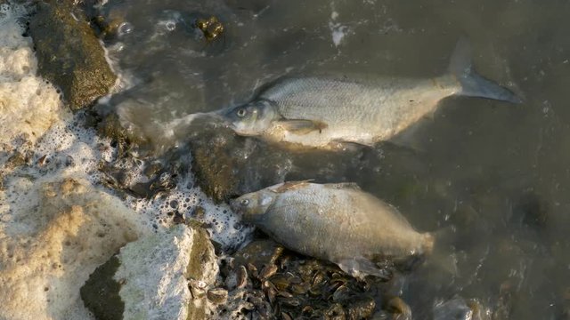 Dead fish on the shore