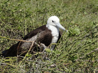 Blaufußtölpel – in freier Wildbahn