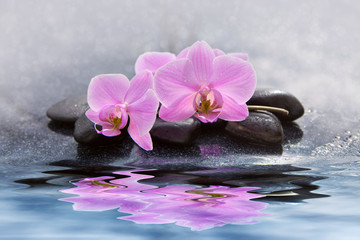 Beautiful pink orchid flowers reflected in the water.
