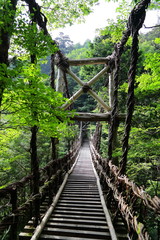 Fototapeta premium 徳島の祖谷