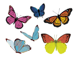 Obraz premium set of color bright butterflies