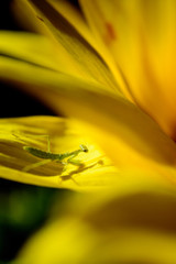baby praying mantis on sunflower