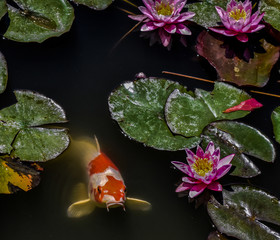koi in pond with lotus flowers