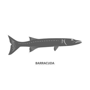 Barracuda Black Icon On White Backgound. Vector Illustartion.