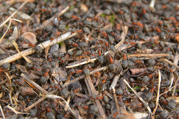 ants