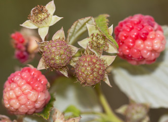 raspberry on a bush