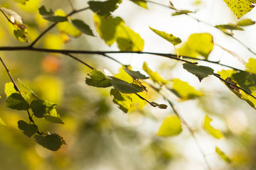 birch branches as a background