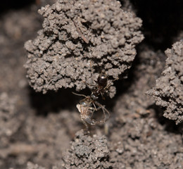 forest ant