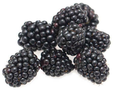 blackberry berries on white background