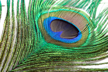 Obraz premium colorful feathered tail of a male peacock close up