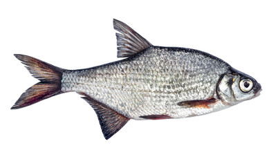 Fish isolated bream
