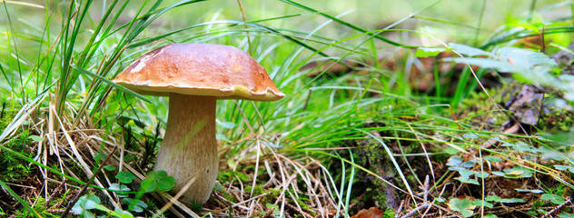 Porcini mushroom in the autumn forest.