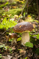 A beautiful mushrooms growing in an autumn forest.