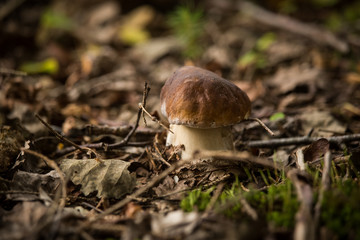 A beautiful mushrooms growing in an autumn forest.