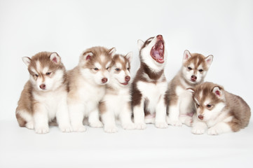 Six husky puppies