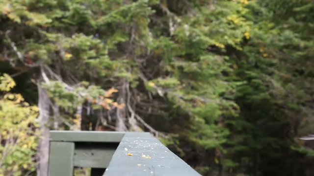 m&eacute;sangeai du Canada