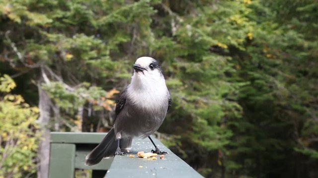 m&eacute;sangeai du Canada