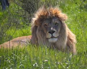 Lion portrait at a conservation park