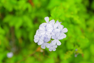 フラワー＠ハワイ