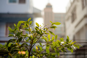 Small green plant with background of urban city buildings and warm fresh sunlight. Concept of green living, growing plants in condominium / home on balcony, healthy urban life.