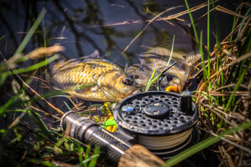 Crucian caught by fly fishing.