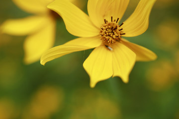 Yellow wildflowers in the wetland at Bean Blossom Bottoms wetland preserve in Southern, Indiana.