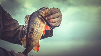 Perch in fisherman hands.