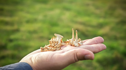 The bones of a small animal.
