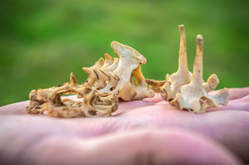 The bones of a small animal.