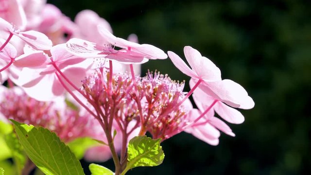 Wundersch&ouml;ne Teller Hortensie mit Biene am Honig sammeln