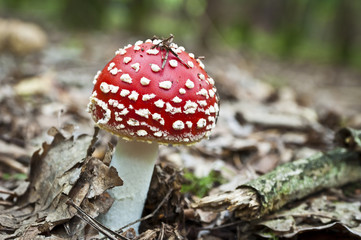 Red Amanita muscaria mushrooms in a forest