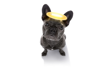 angel dog with halo