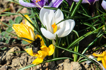 Flowers at Kurpark Oberlaa, Vienna, Austria