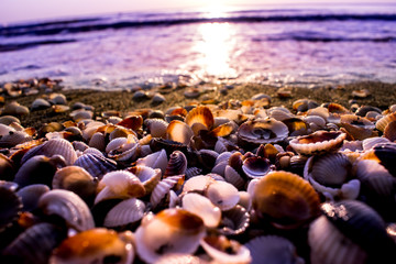 Seashells in the sea, morning time
