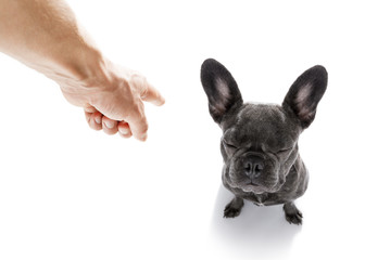 owner punishing his dog