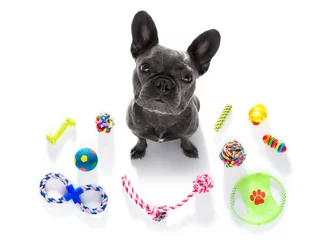 Foto op Plexiglas Grappige hond hond met speelgoed voor huisdieren