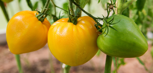 Fresh orange russian tomatoes on the plant.
