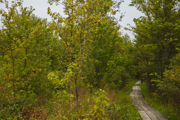 Wooden trail through the wetland at Bean Blossom Bottoms wetland preserve in Southern, Indiana.