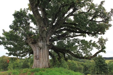 Ancient Sycamore Tree - South West Scotland