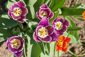 Tulips