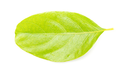 Naklejka na ściany i meble green leaf on a white background
