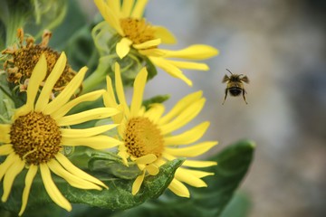 A bee hovers over beautiful Alaskan wild flowers.