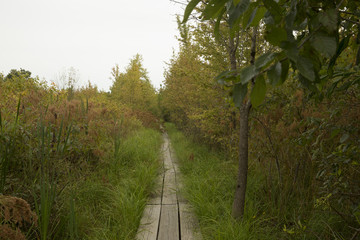 Wooden trail through the wetland at Bean Blossom Bottoms wetland preserve in Southern, Indiana.